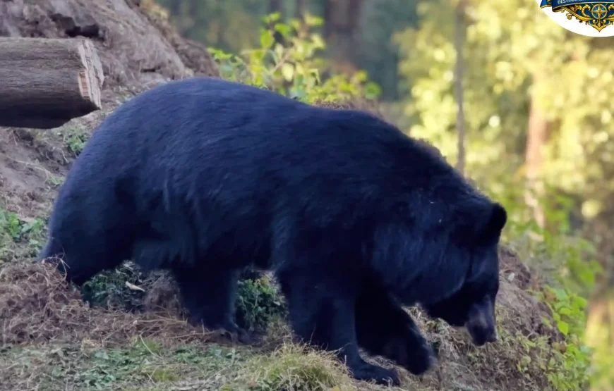 Best of Darjeeling Tour (2 Nights / 3 Days)