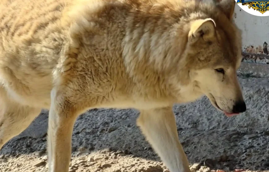 Best of Darjeeling Tour (2 Nights / 3 Days)