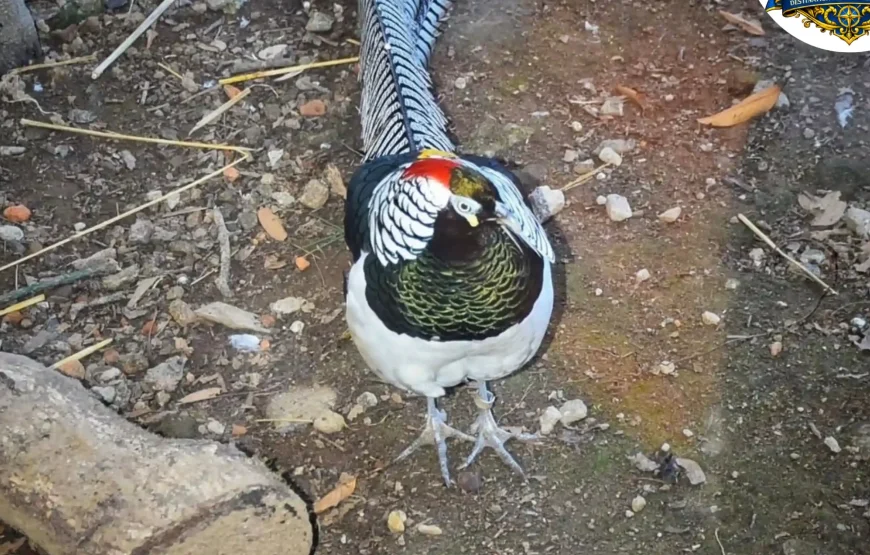 Best of Darjeeling Tour (2 Nights / 3 Days)