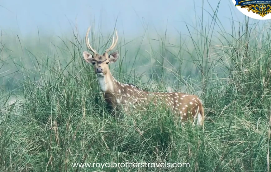 Best of Nepal Tour (8 Nights / 9 Days)