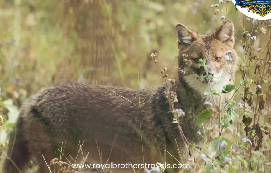 Best of Nepal Tour (8 Nights / 9 Days)