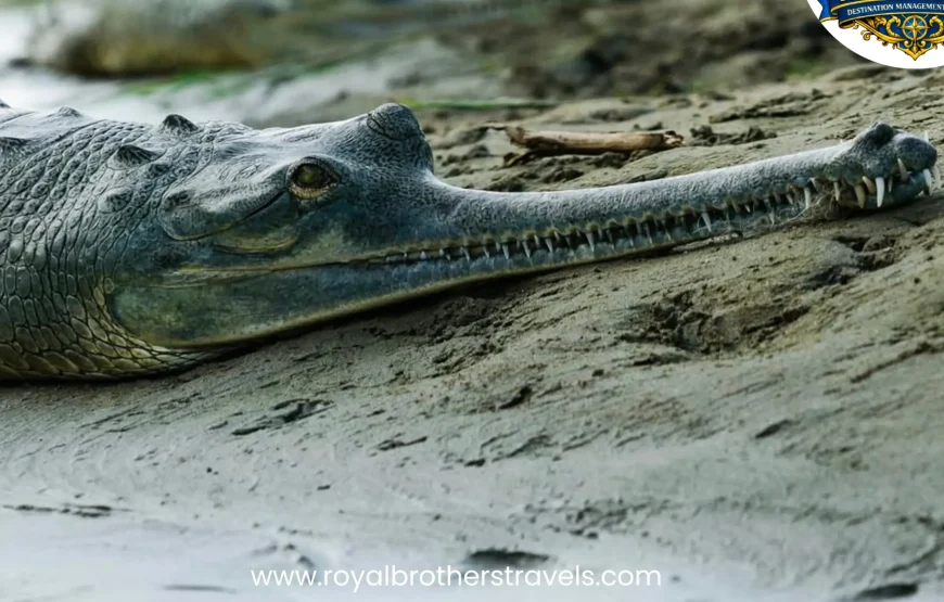 Best of Nepal Tour (8 Nights / 9 Days)