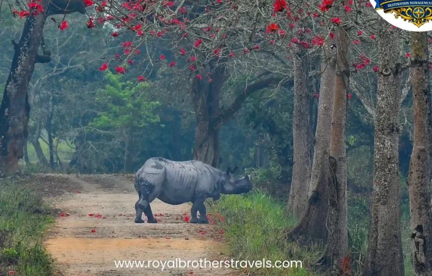 Best of Assam & Meghalaya Tour (10 Nights / 11 Days)