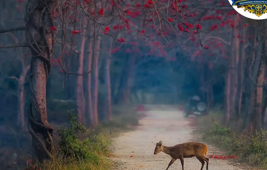 Best of Assam & Meghalaya Tour (10 Nights / 11 Days)