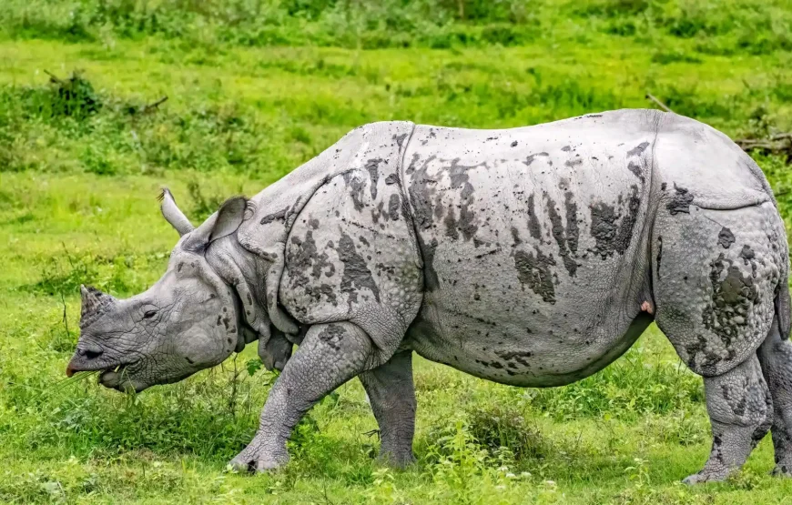 Best of Assam & Meghalaya Tour (10 Nights / 11 Days)