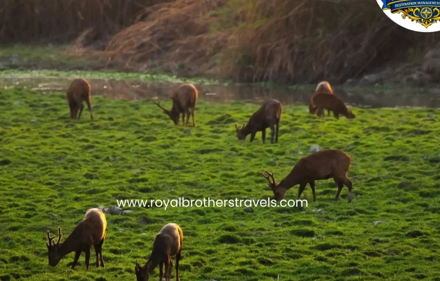 Best of Assam & Meghalaya Tour (10 Nights / 11 Days)