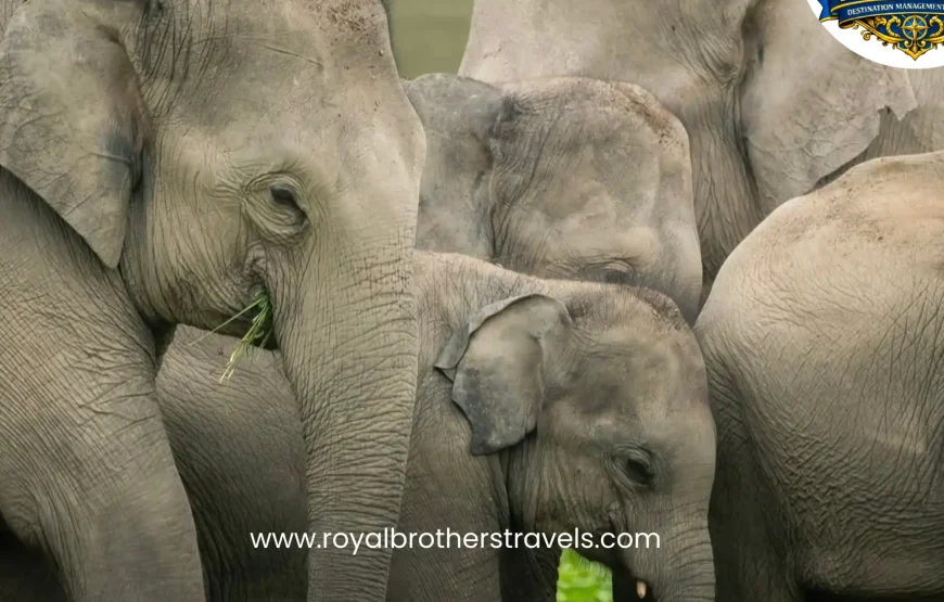 Best of Assam & Meghalaya Tour (10 Nights / 11 Days)