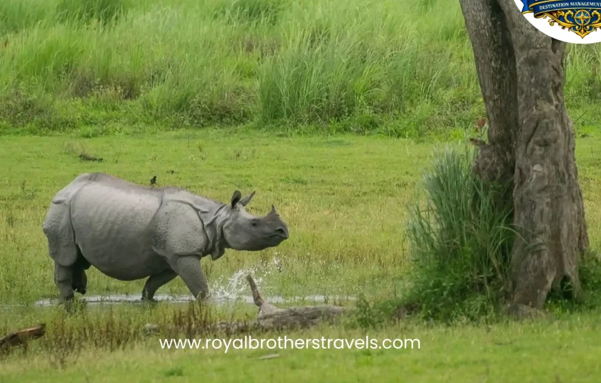 Best of Assam & Meghalaya Tour (10 Nights / 11 Days)