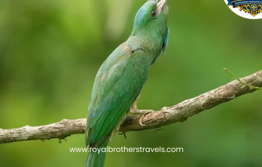 Best of Assam & Meghalaya Tour (10 Nights / 11 Days)