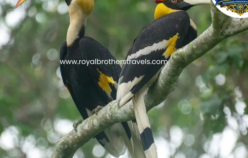 Best of Assam & Meghalaya Tour (10 Nights / 11 Days)