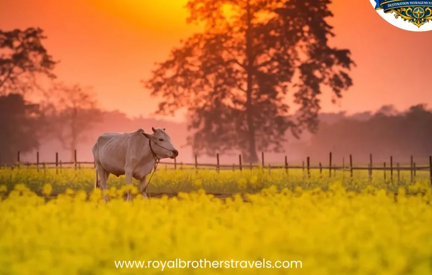Best of Assam & Meghalaya Tour (10 Nights / 11 Days)
